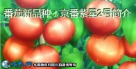 番茄新品种：京番紫星2号简介