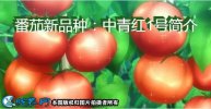 番茄新品种：中青红1号简介