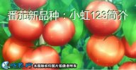 番茄新品种：小虹123简介