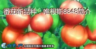 番茄新品种：唯根斯8848简介