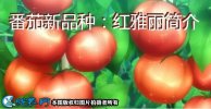 番茄新品种：红雅丽简介