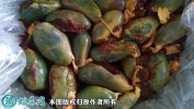 2021年2月6日猪苦胆价格行情、今...