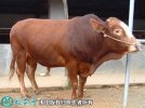 2021年2月7日利木赞牛价格行情、...