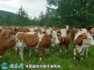 2021年2月7日西门塔尔牛价格行情...