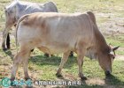 2021年2月7日驼峰牛价格行情、今...