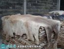 2021年2月8日牛皮价格行情、今日...