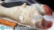 2021年2月8日牛蹄价格行情、今日...