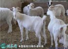 2021年2月8日山羊价格行情、今日...