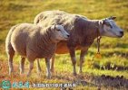 2021年2月8日肉羊价格行情、今日...