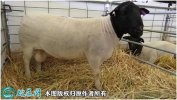2021年2月8日种羊价格行情、今日...