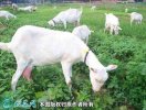 2021年2月8日奶山羊价格行情、今...