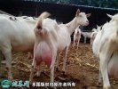 2021年2月8日萨能奶山羊价格行情...