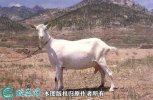 2021年2月9日关中奶山羊价格行情...
