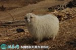 2021年2月9日绒山羊价格行情、今...