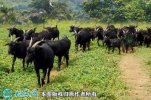 2021年2月9日黑山羊价格行情、今...