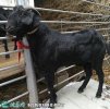 2021年2月9日努比亚黑山羊价格行...