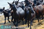 2021年2月9日金堂黑山羊价格行情...