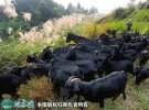 2021年2月9日萨能黑山羊价格行情...