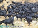 2021年2月9日浏阳黑山羊价格行情...