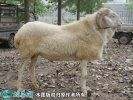 2021年2月10日小尾寒羊价格行情...