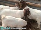 2021年2月10日波尔山羊价格行情...