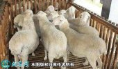 2021年2月10日澳洲白绵羊价格行...
