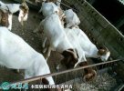 2021年2月10日波杂山羊价格行情...