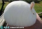 2021年2月15日长毛兔种兔价格行...