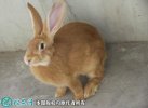 2021年2月15日肉兔种兔价格行情...