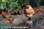 2021年2月18日走地鸡价格行情、...