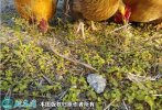 2021年2月18日虫子鸡价格行情、...
