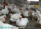 2021年2月18日817肉杂鸡价格...