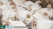 2021年2月18日白羽肉鸡价格行情...