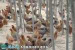 2021年2月18日青脚麻鸡价格行情...