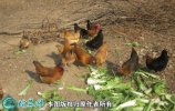 2021年2月18日土鸡价格行情、今...
