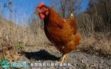 2021年2月18日蛋鸡价格行情、今...