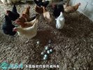2021年2月18日绿壳蛋鸡价格行情...