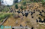 2021年2月18日黑羽乌鸡价格行情...