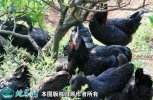 2021年2月18日盐津乌骨鸡价格行...