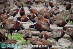 2021年2月18日山鸡价格行情、今...