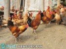 2021年2月18日江汉鸡价格行情、...
