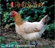 2021年2月18日文昌鸡价格行情、...