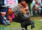 2021年2月18日斗鸡价格行情、今...
