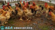 2021年2月18日麻鸡价格行情、今...