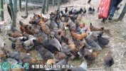 2021年2月18日龙胜凤鸡价格行情...