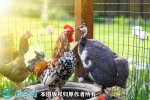 2021年2月18日珍珠鸡价格行情、...