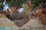 2021年2月18日清远麻鸡价格行情...