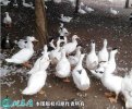2021年2月19日毛鸭价格行情、今...