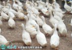 2021年2月19日白鸭价格行情、今...