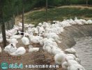 2021年2月19日奥白星鸭价格行情...